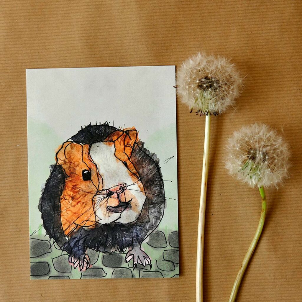 A6 kaart ingekleurde lijntekening Cavia