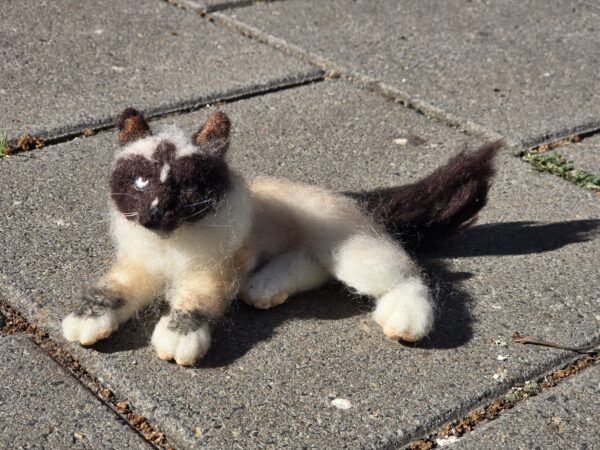 Naaldvilten kat ragdoll.